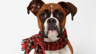Illustration for article titled Adorable Adoptable Animals in Accessories Will Make Your Eyes Leak